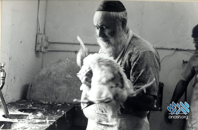 Rabbi Kazen <i>shechting</i> in 5740/1980. Credit: Yiddishe Cup Blog.
