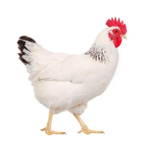 https://files.anash.org/uploads/2019/09/chicken-live-300x300.jpg