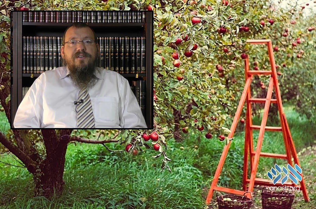 What Must I Know as We Enter A Shmita Year?